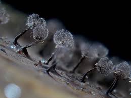 Attēlu rezultāti vaicājumam “Heterotrichia pomiformis (syn. Arcyria pomiformis) stalked”