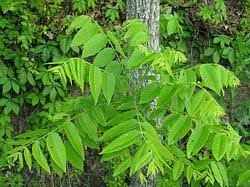 Attēlu rezultāti vaicājumam “Juglans cinerea leaf”