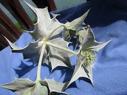 Attēlu rezultāti vaicājumam “Eryngium maritimum bud”