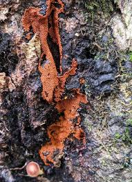 Attēlu rezultāti vaicājumam “Leocarpus fragilis stalked”