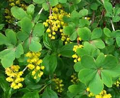 Attēlu rezultāti vaicājumam “Berberis vulgaris flower”