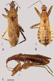 Attēlu rezultāti vaicājumam “Nabidae”