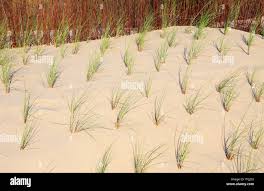 Attēlu rezultāti vaicājumam “Ammophila arenaria”