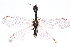 Attēlu rezultāti vaicājumam “Raphidioptera imago”