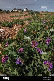 Attēlu rezultāti vaicājumam “Lathyrus japonicus subsp. maritimus”