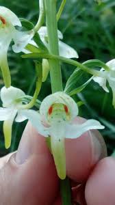Attēlu rezultāti vaicājumam “Platanthera bifolia flower”