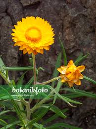Image result for Helichrysum bracteatum