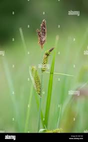 Attēlu rezultāti vaicājumam “Carex acutiformis fruit”