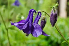 Attēlu rezultāti vaicājumam “Aquilegia vulgaris bud”