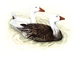 Image result for Anser caerulescens