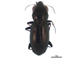 Attēlu rezultāti vaicājumam “Notiophilus germinyi”