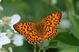 Attēlu rezultāti vaicājumam “Brenthis daphne underside”