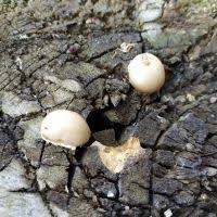 Attēlu rezultāti vaicājumam “Reticularia jurana”