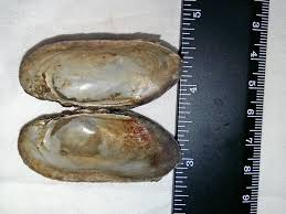 Attēlu rezultāti vaicājumam “Unio crassus”