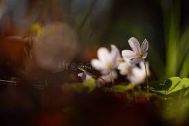 Attēlu rezultāti vaicājumam “Oxalis acetosella flower”