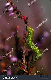 Attēlu rezultāti vaicājumam “Anarta myrtilli larva”