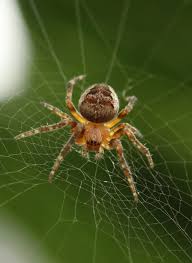 Image result for spider