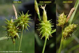 Attēlu rezultāti vaicājumam “Carex viridula flower”