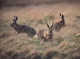 Attēlu rezultāti vaicājumam “Lepus europaeus”