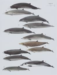 Image result for Mesoplodon bidens