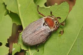 Attēlu rezultāti vaicājumam “Melolontha hippocastani”