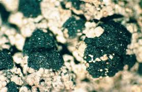 Attēlu rezultāti vaicājumam “Trapeliopsis granulosa”