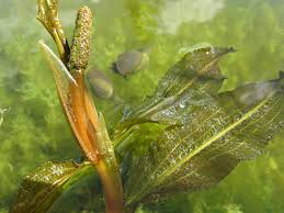 Attēlu rezultāti vaicājumam “Potamogeton lucens”