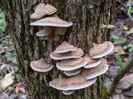 Attēlu rezultāti vaicājumam “Bjerkandera fumosa”