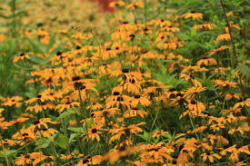 Attēlu rezultāti vaicājumam “Rudbeckia hirta var. pulcherrima flower”