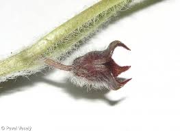Attēlu rezultāti vaicājumam “Asarum europaeum flower”