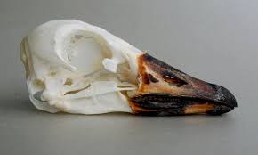 Attēlu rezultāti vaicājumam “Anser serrirostris”