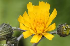 Attēlu rezultāti vaicājumam “Hieracium vulgatum”