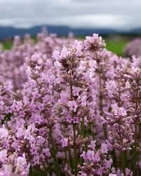 Attēlu rezultāti vaicājumam “Lavandula angustifolia flower”