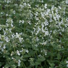 Image result for Katzenminze