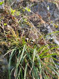 Attēlu rezultāti vaicājumam “Carex digitata”