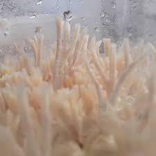 Attēlu rezultāti vaicājumam “Cordyceps farinosa”