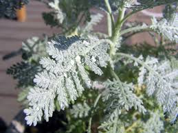 Image result for Chrysanthemum ptarmiciflorum