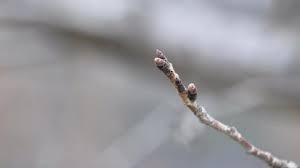 Attēlu rezultāti vaicājumam “Aronia melanocarpa bud”