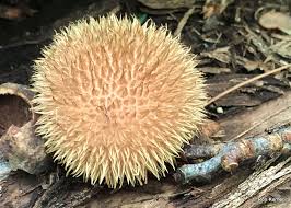 Attēlu rezultāti vaicājumam “Lycoperdon echinatum”
