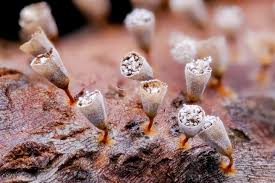 Attēlu rezultāti vaicājumam “Craterium sp.”