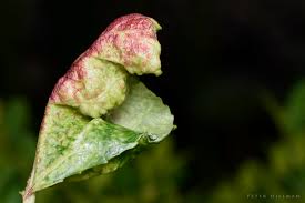 Attēlu rezultāti vaicājumam “Thecabius affinis”