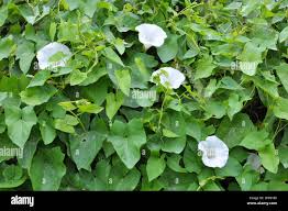 Attēlu rezultāti vaicājumam “Calystegia sepium”