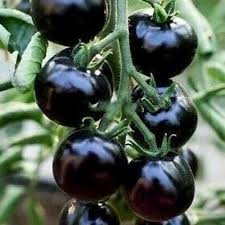 Afbeeldingsresultaat voor black cherry tomato