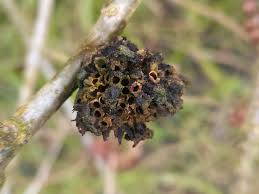 Attēlu rezultāti vaicājumam “Biorhiza pallida”