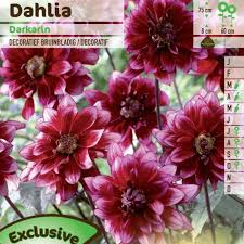 Image result for Dahlia Darkarin`