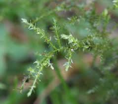 Attēlu rezultāti vaicājumam “Eurhynchium hians”