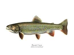 Image result for Salvelinus fontinalis