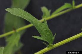 Attēlu rezultāti vaicājumam “Centaurea jacea leaf”