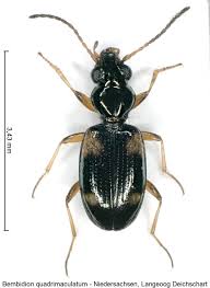 Attēlu rezultāti vaicājumam “Bembidion quadrimaculatum”