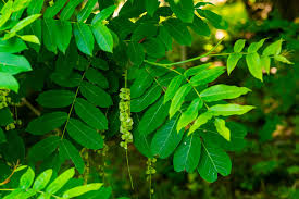 Attēlu rezultāti vaicājumam “Pterocarya fraxinifolia leaf”